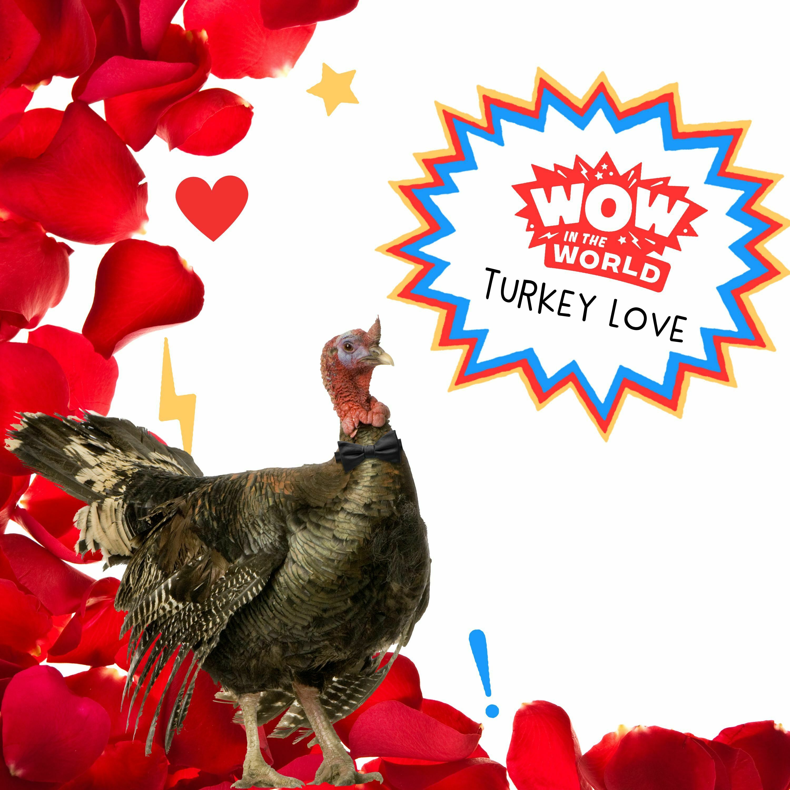 Turkey Love (1/30/23)