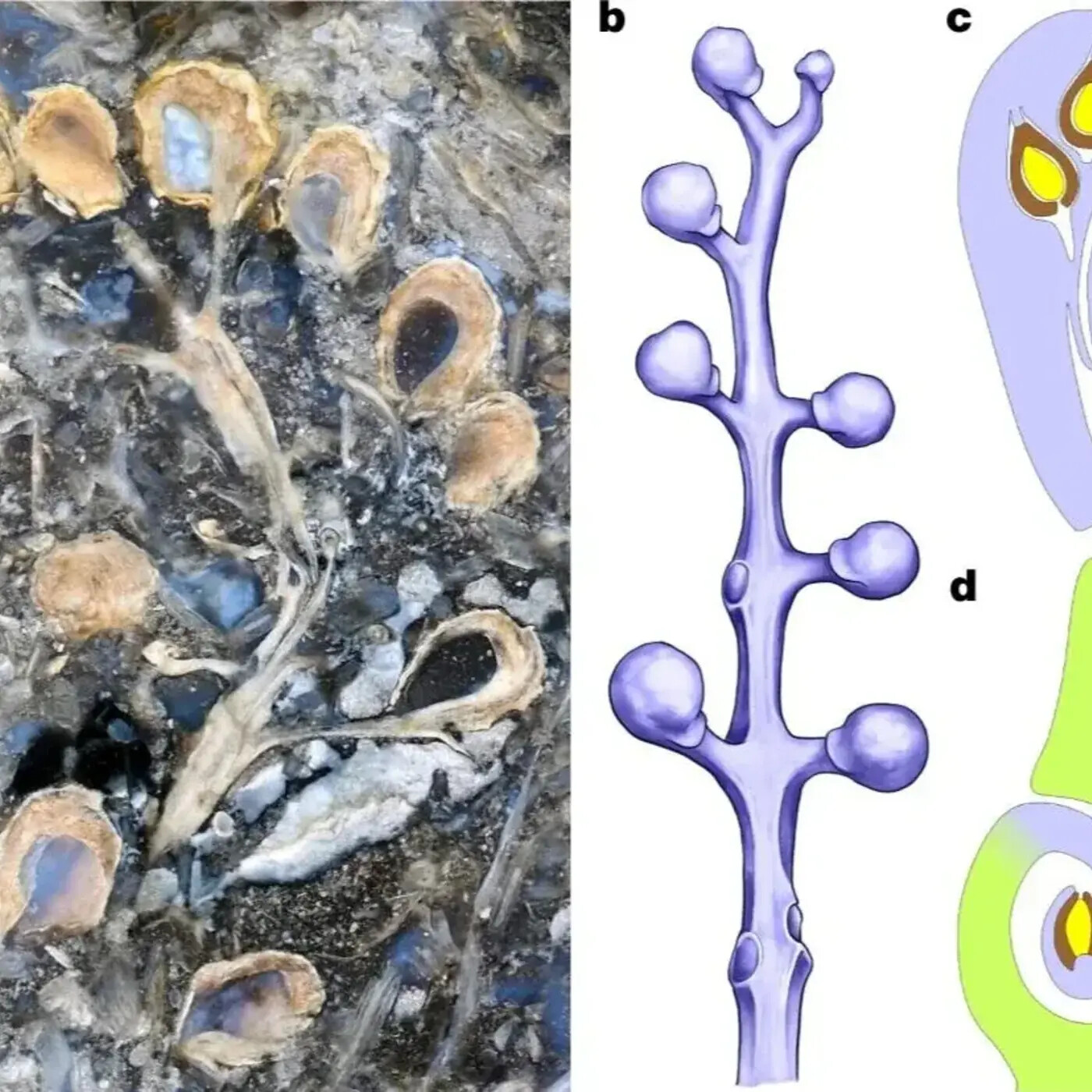 Ep. 320 - The Prehistoric Path to Flowering Plants