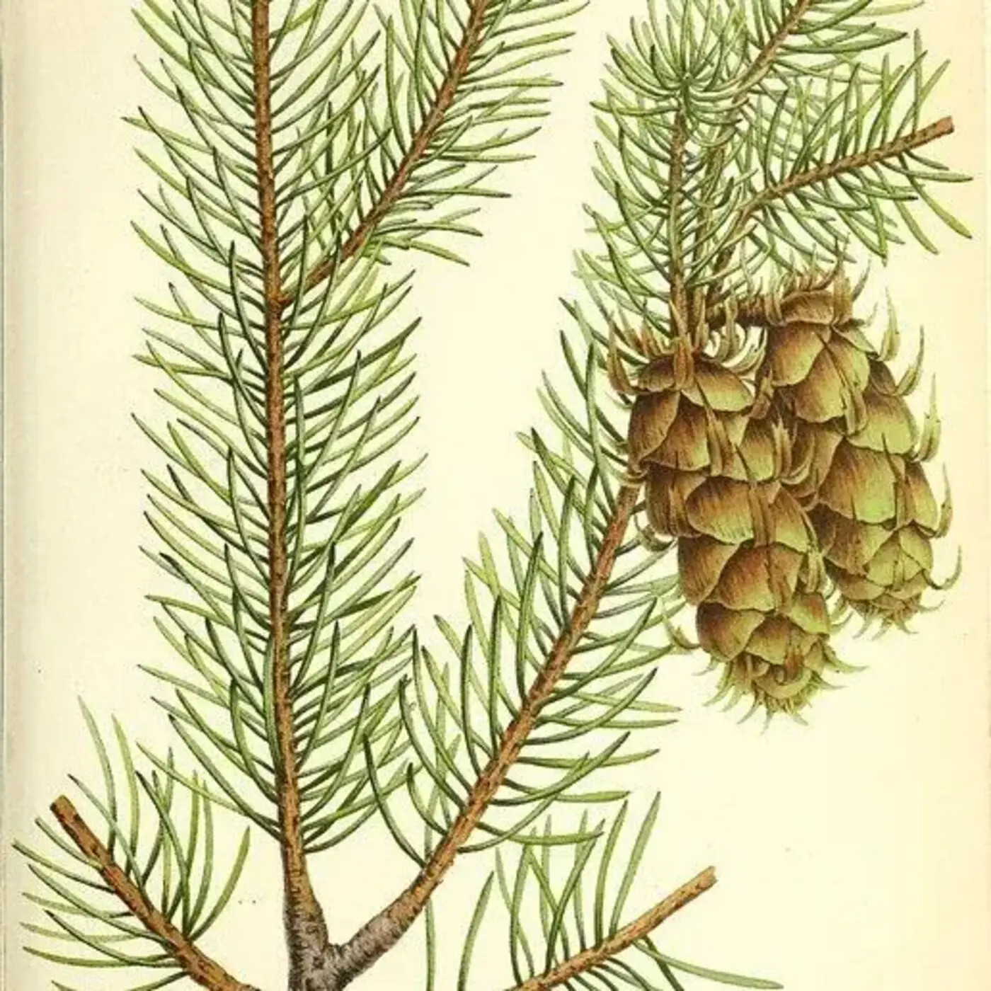 Ep. 332 - The Ecology of Douglas Fir