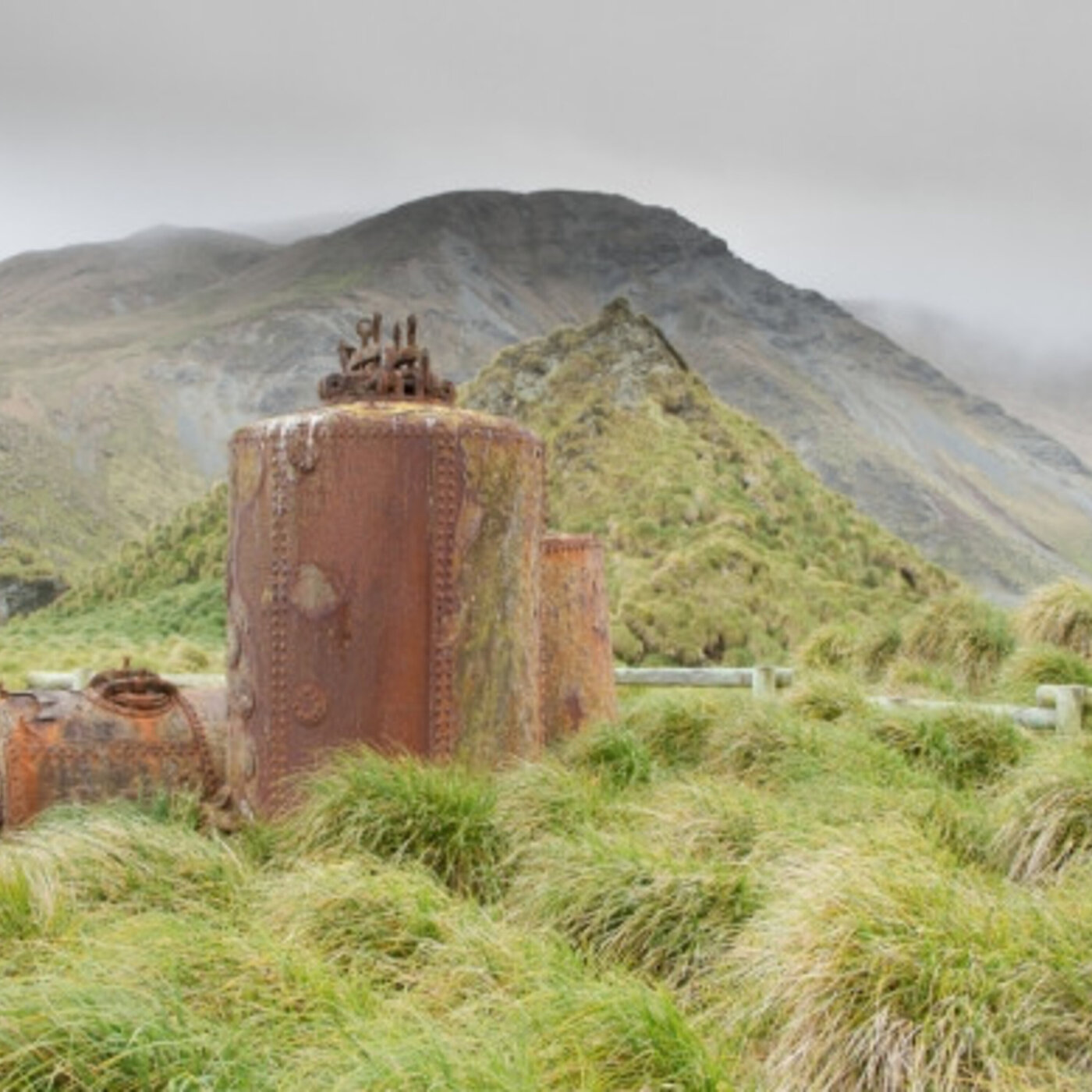 207 - The Animal Horror of Macquarie Island (Live w/Wil Anderson)