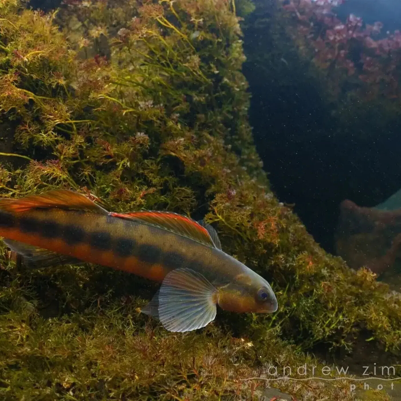 In Defense of Plants Podcast