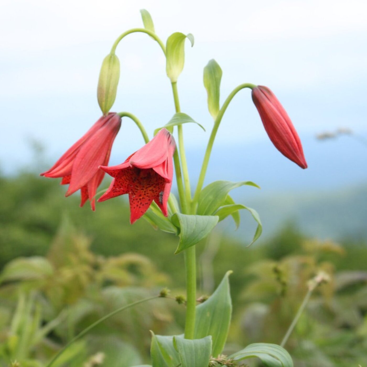 In Defense of Plants Podcast