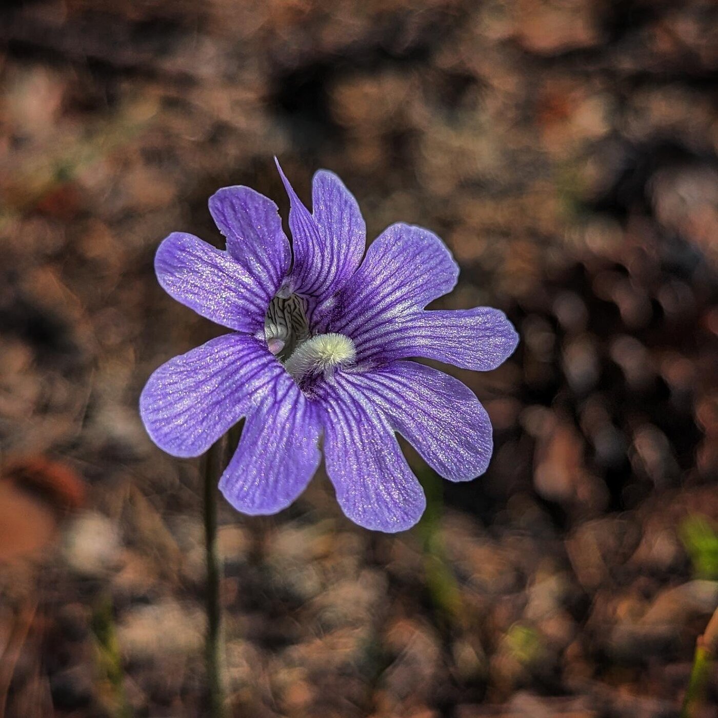 In Defense of Plants Podcast