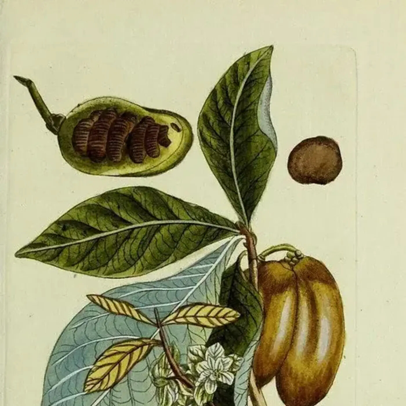 In Defense of Plants Podcast