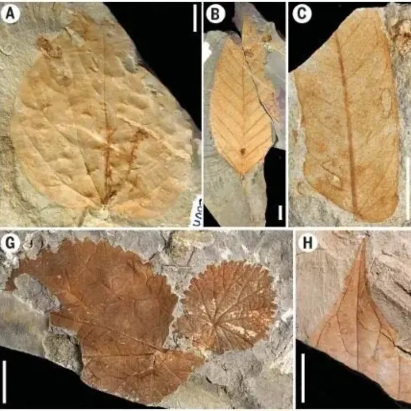 In Defense of Plants Podcast