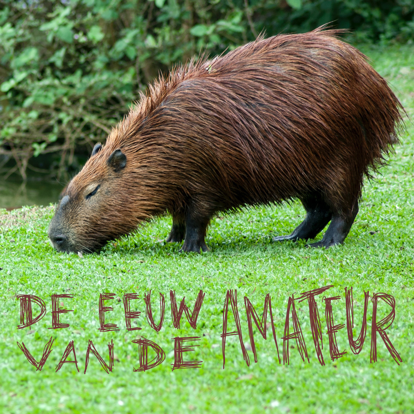 De Capibarawatcher des Vaderlands