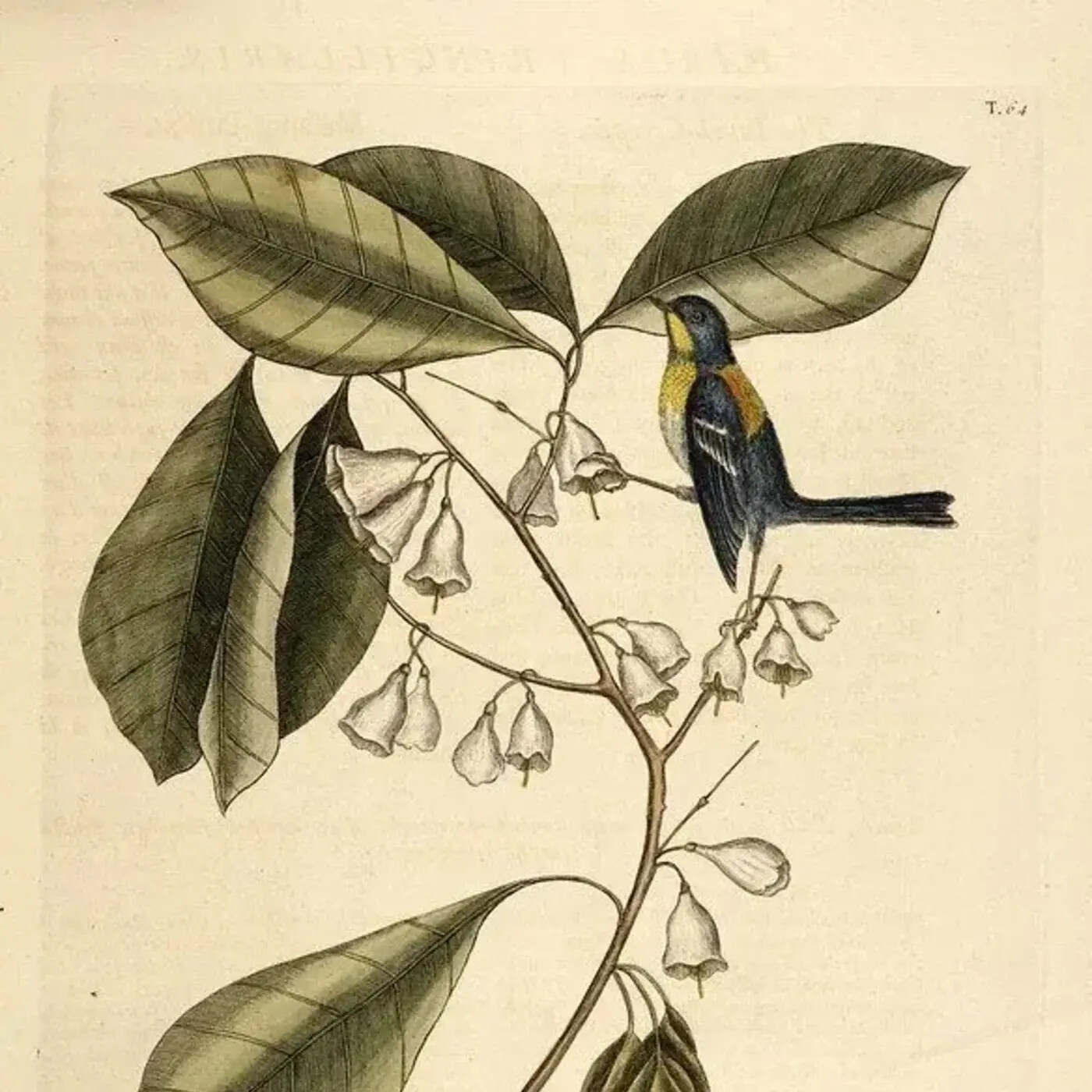 In Defense of Plants Podcast