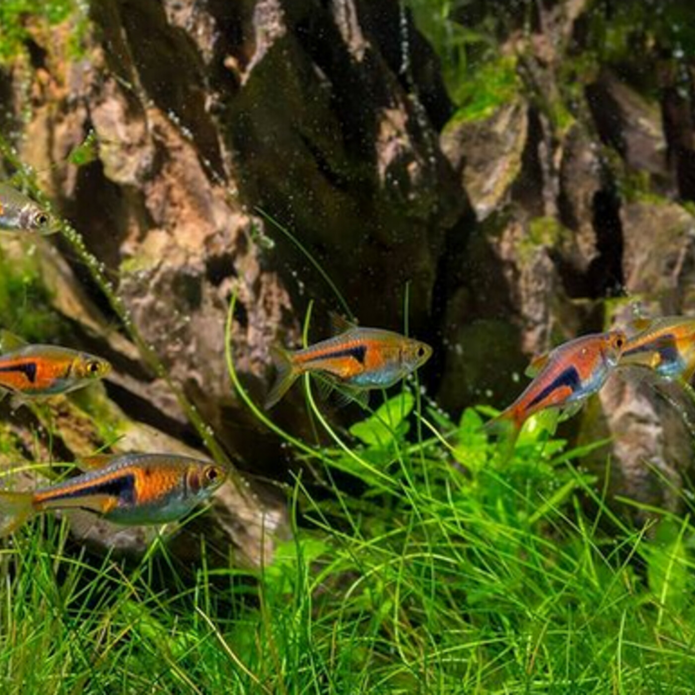 In Defense of Plants Podcast