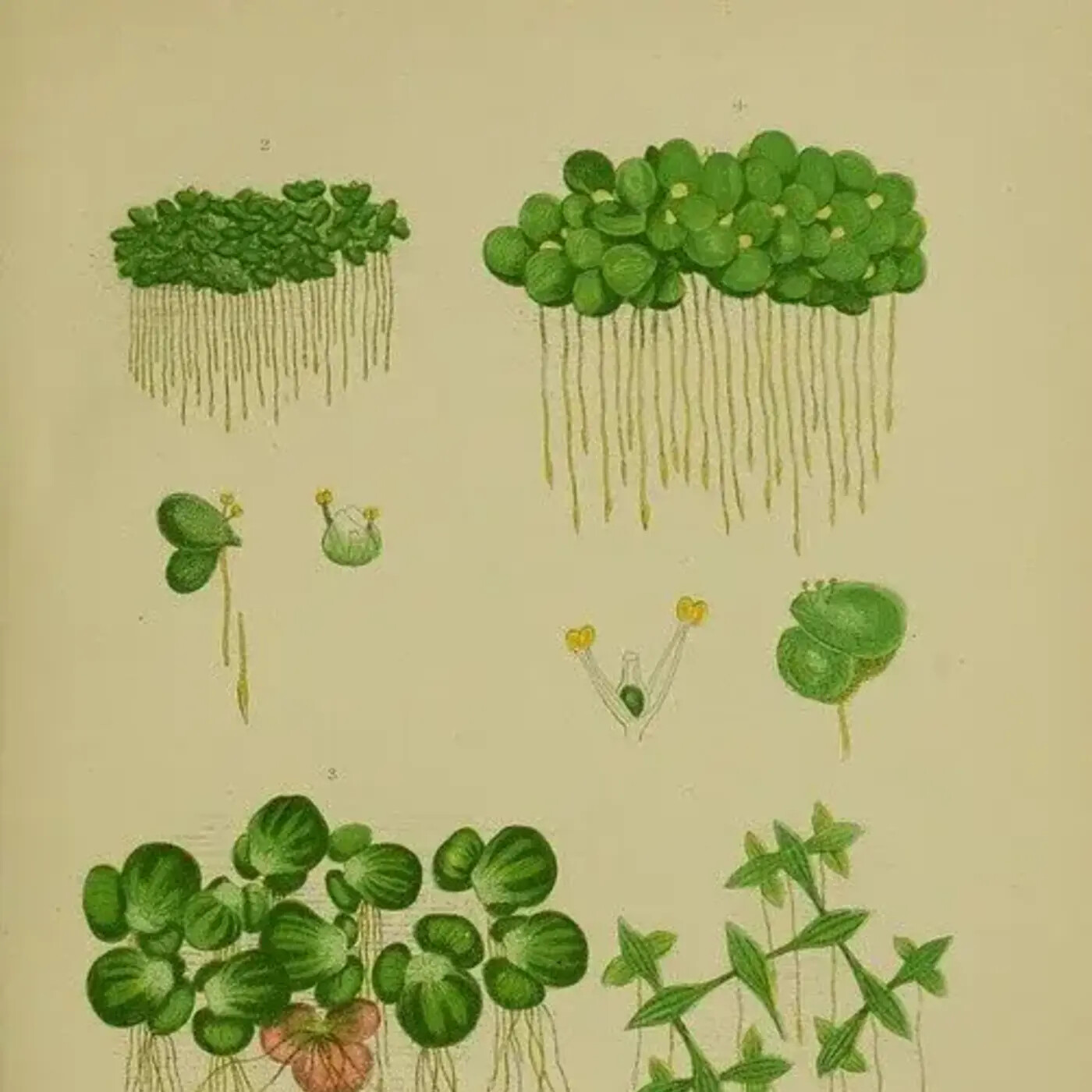 In Defense of Plants Podcast