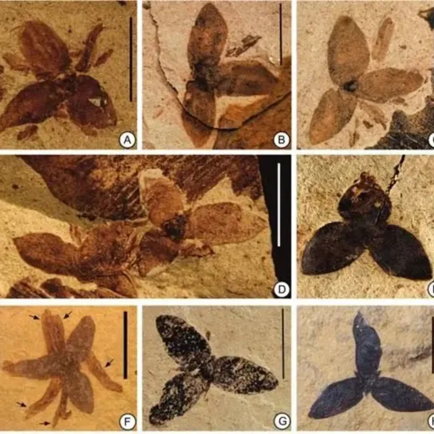 In Defense of Plants Podcast