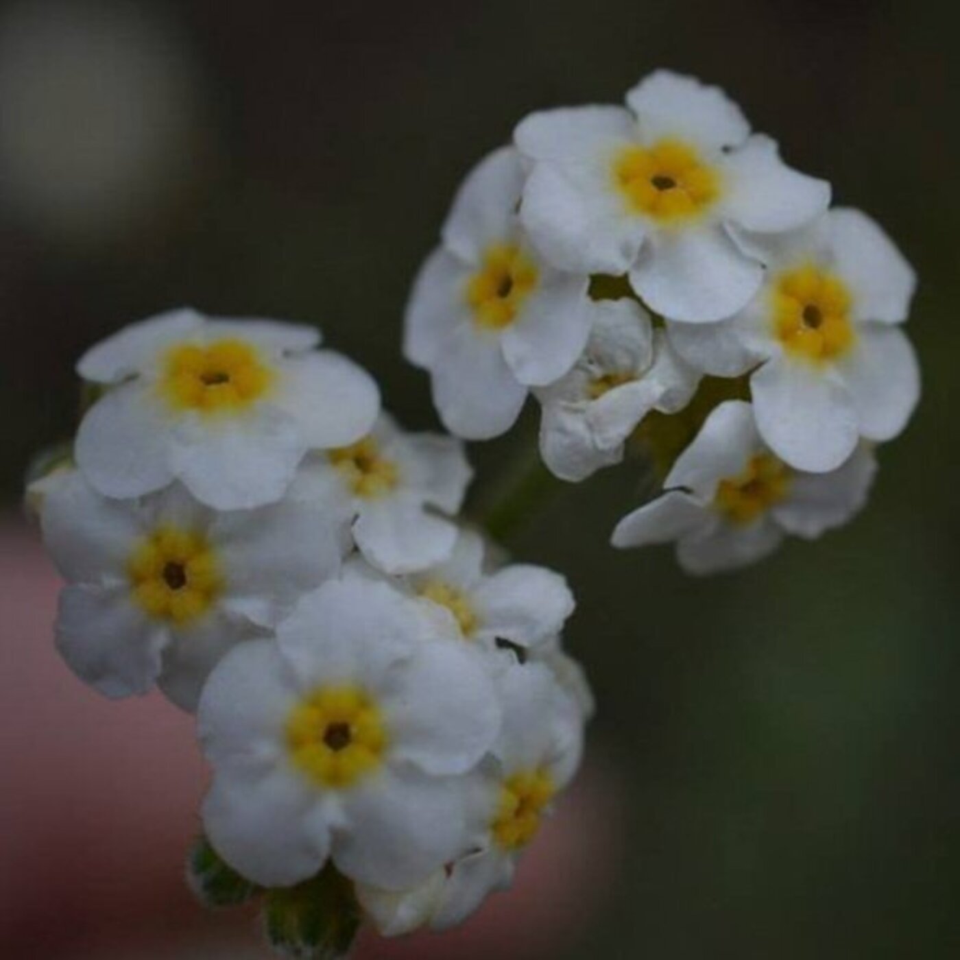 In Defense of Plants Podcast