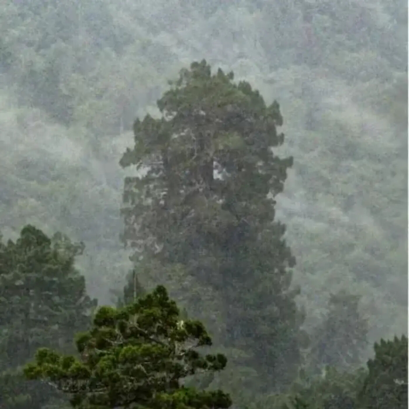 Ep. 398 - Tall Trees & the Habitats They Create