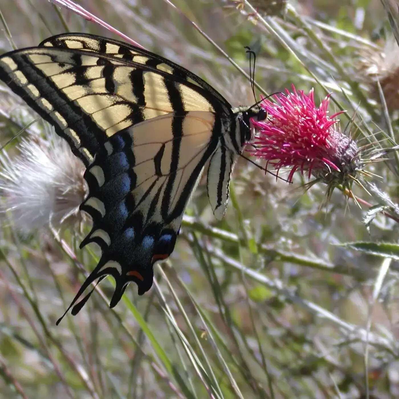 Ep. 409 - Butterflies in a Changing World