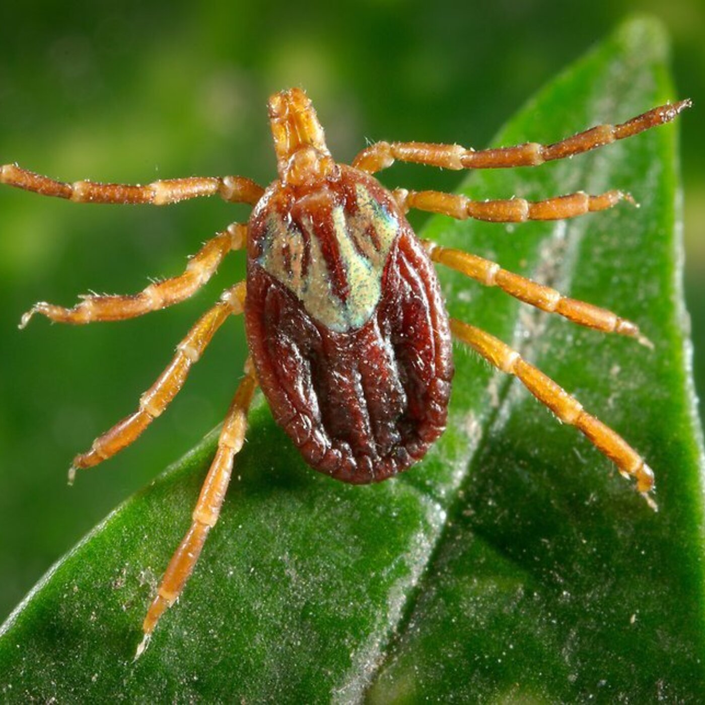 In Defense of Plants Podcast