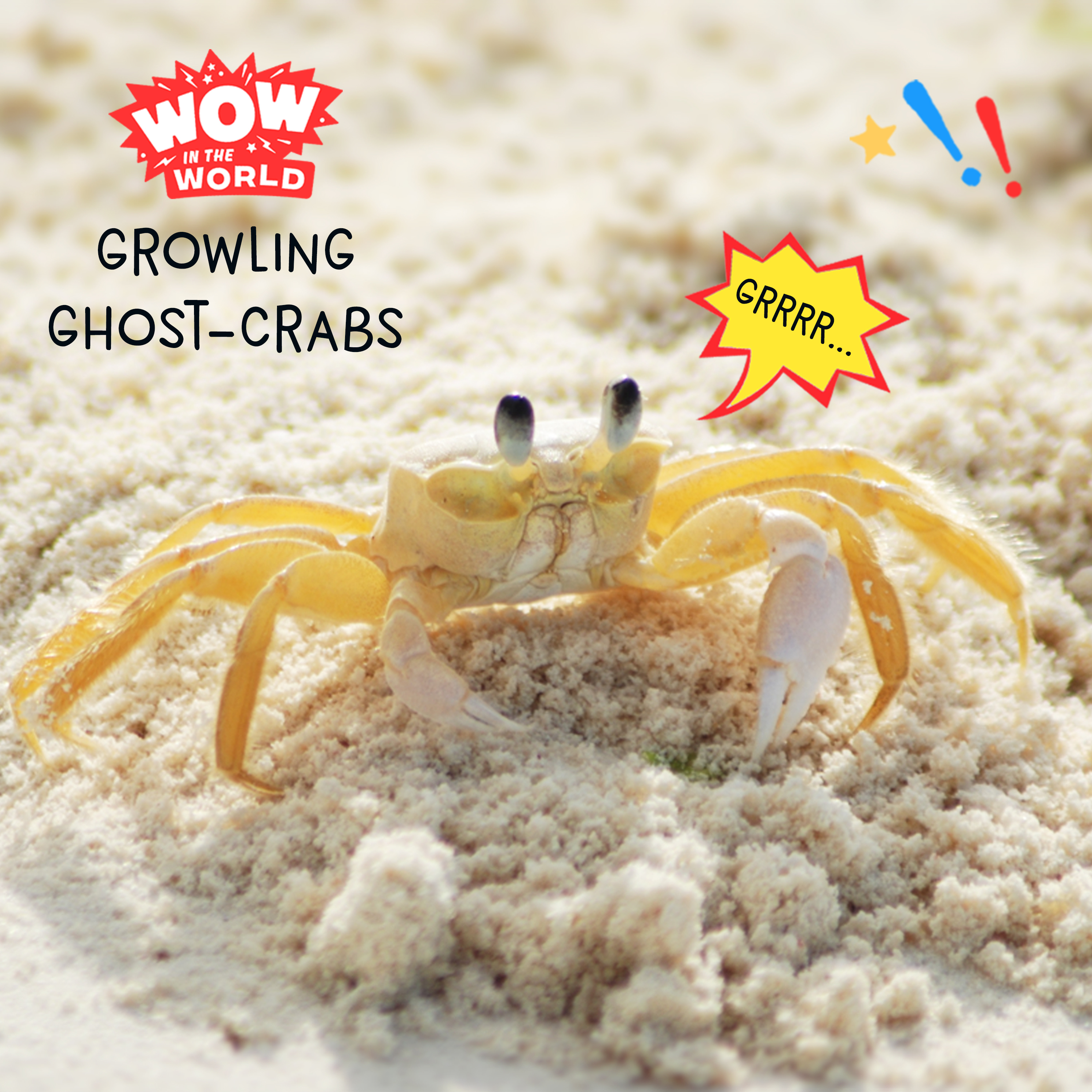 Growling Ghost Crabs (10/30/23)