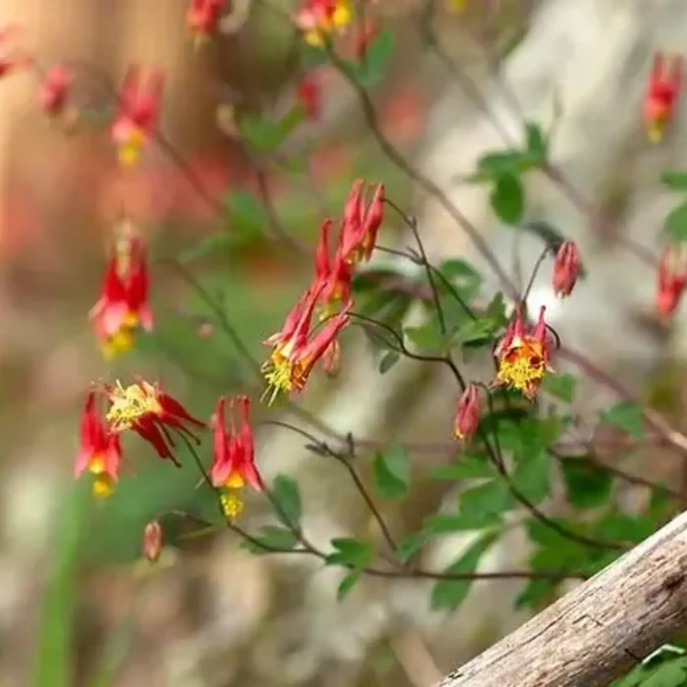 In Defense of Plants Podcast