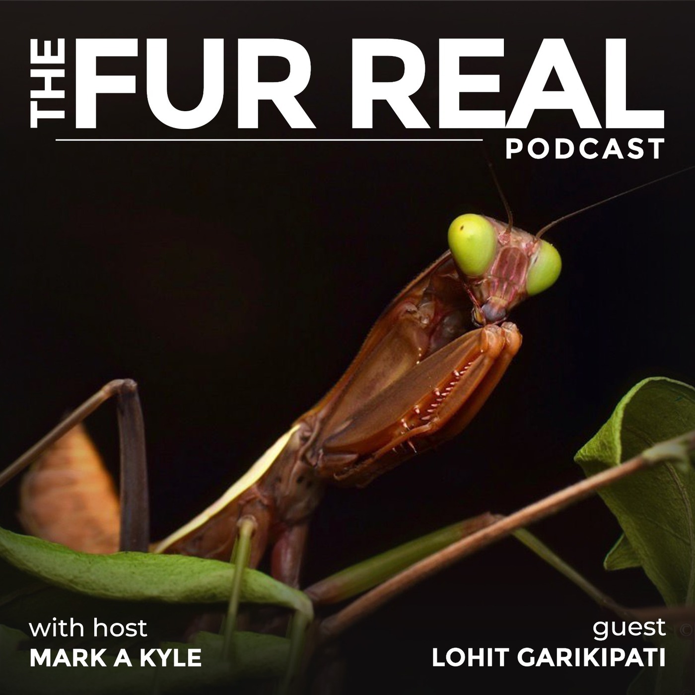 "PRAYING MANTIS: Tiny Alien, Deadly Hunter" with Lohit Garikipati episode artwork