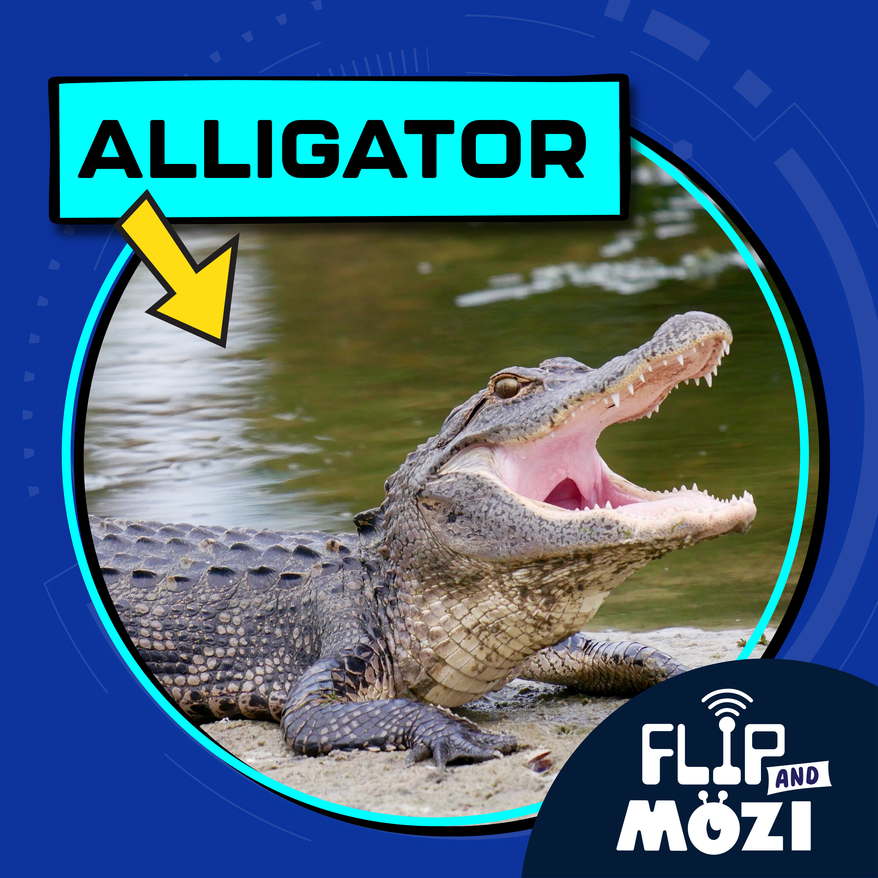 Alligator (10/23/25)