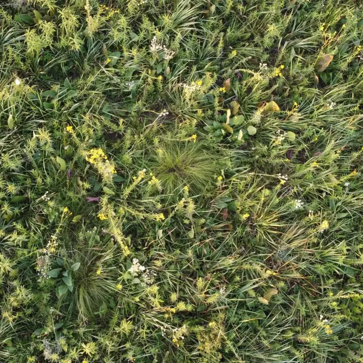 Ep. 389 - Old Growth Grasslands