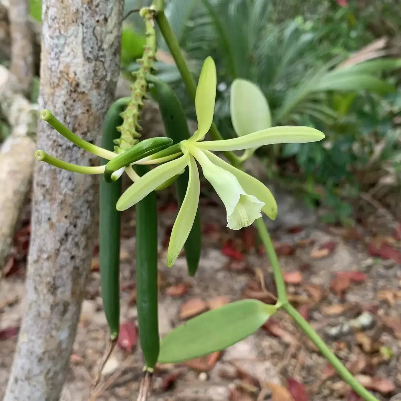 Ep. 404 - The Secrets of Vanilla Dispersal