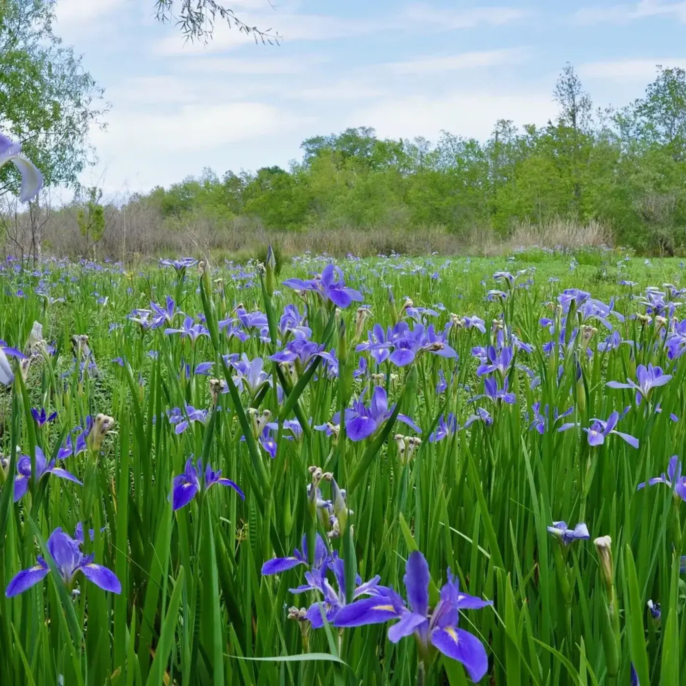 Ep. 367 - Louisiana Iris Resurgence
