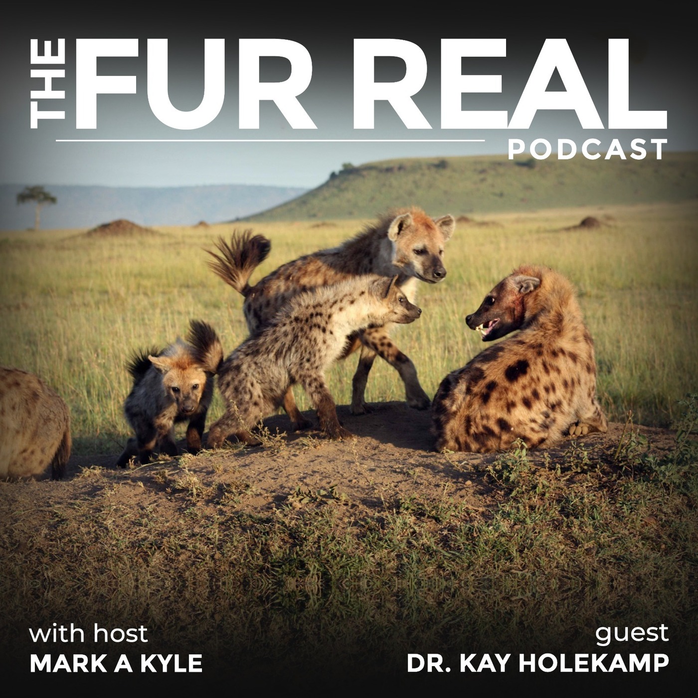 "HYENAS: SPOTTED AND MISUNDERSTOOD" with Dr. Kay Holekamp