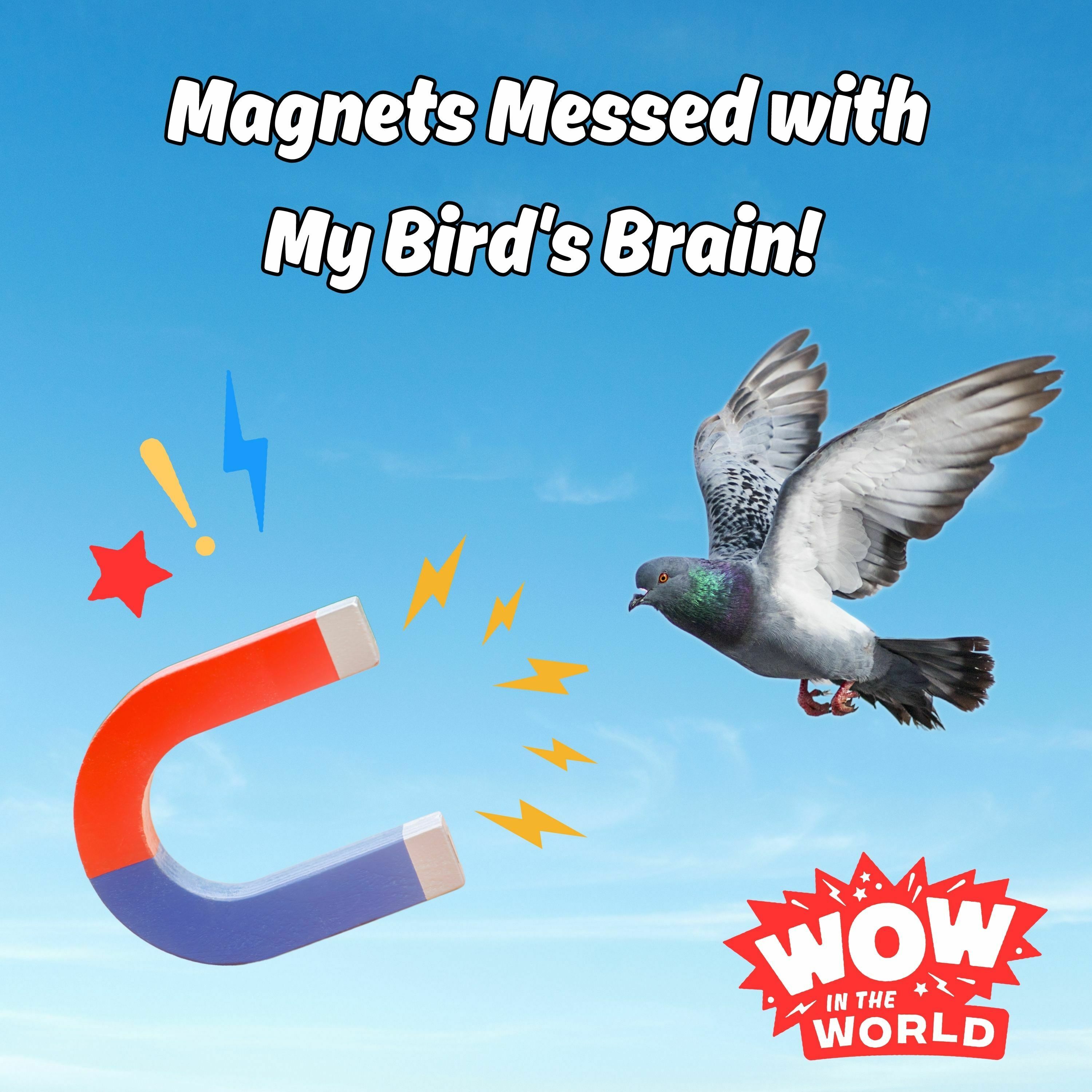 Magnets Messed With My Bird's Brain! (5/29/23)