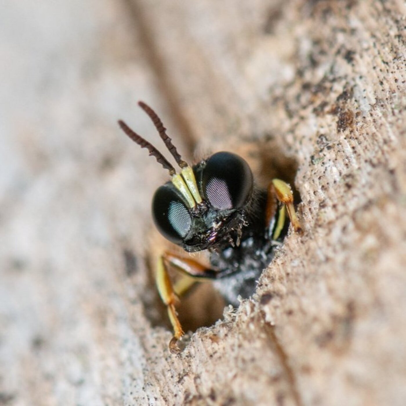Ep. 362 - Watch for Wasps (because they are awesome!)