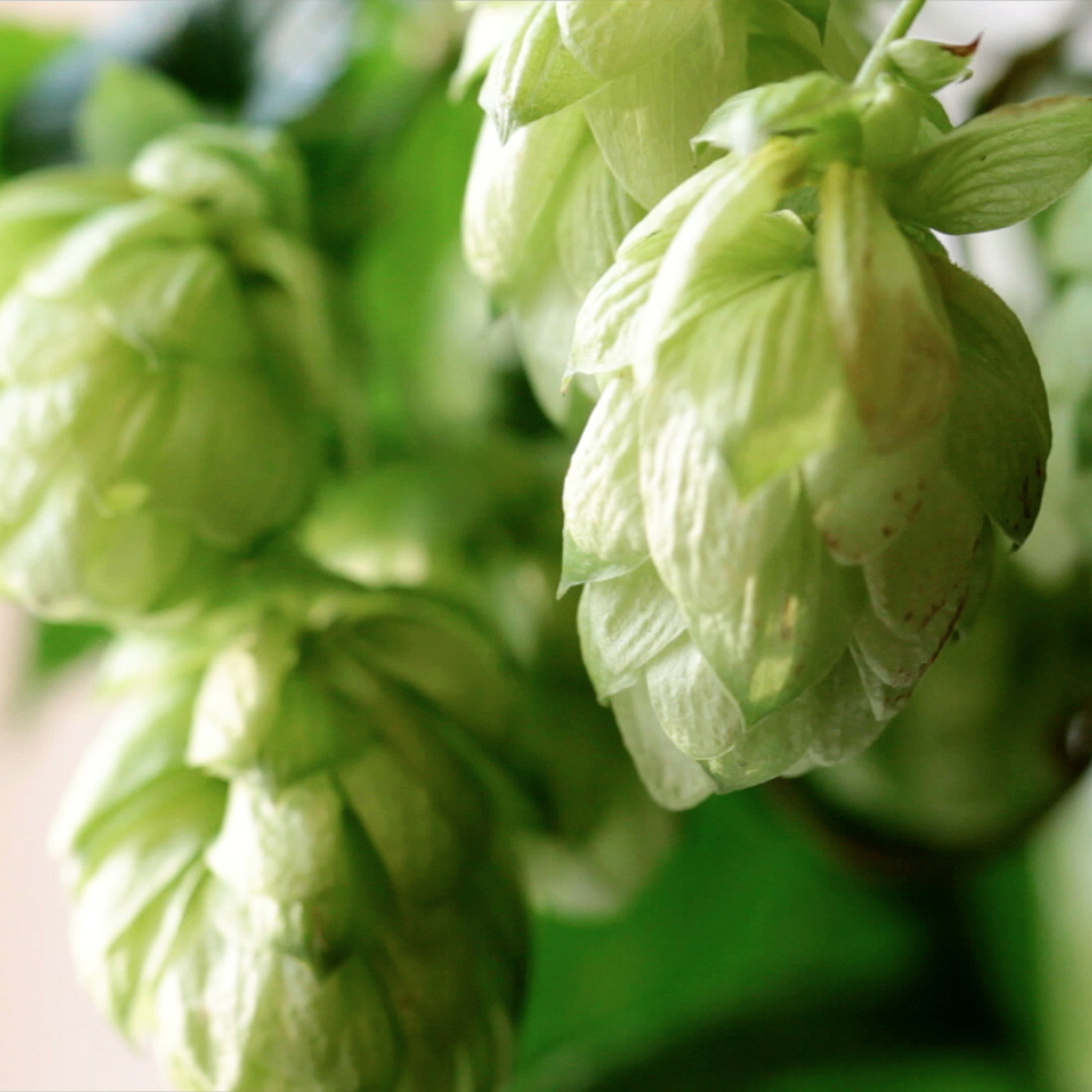 Beer Sessions Radio (TM)