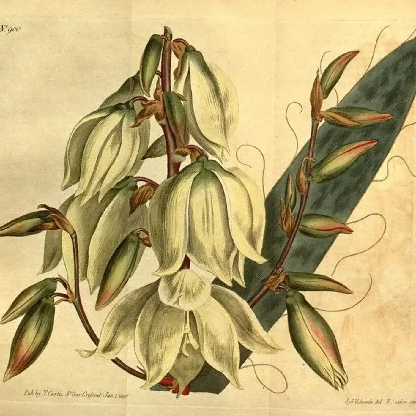 Ep. 373 - The Sex Lives of Yucca Revisited