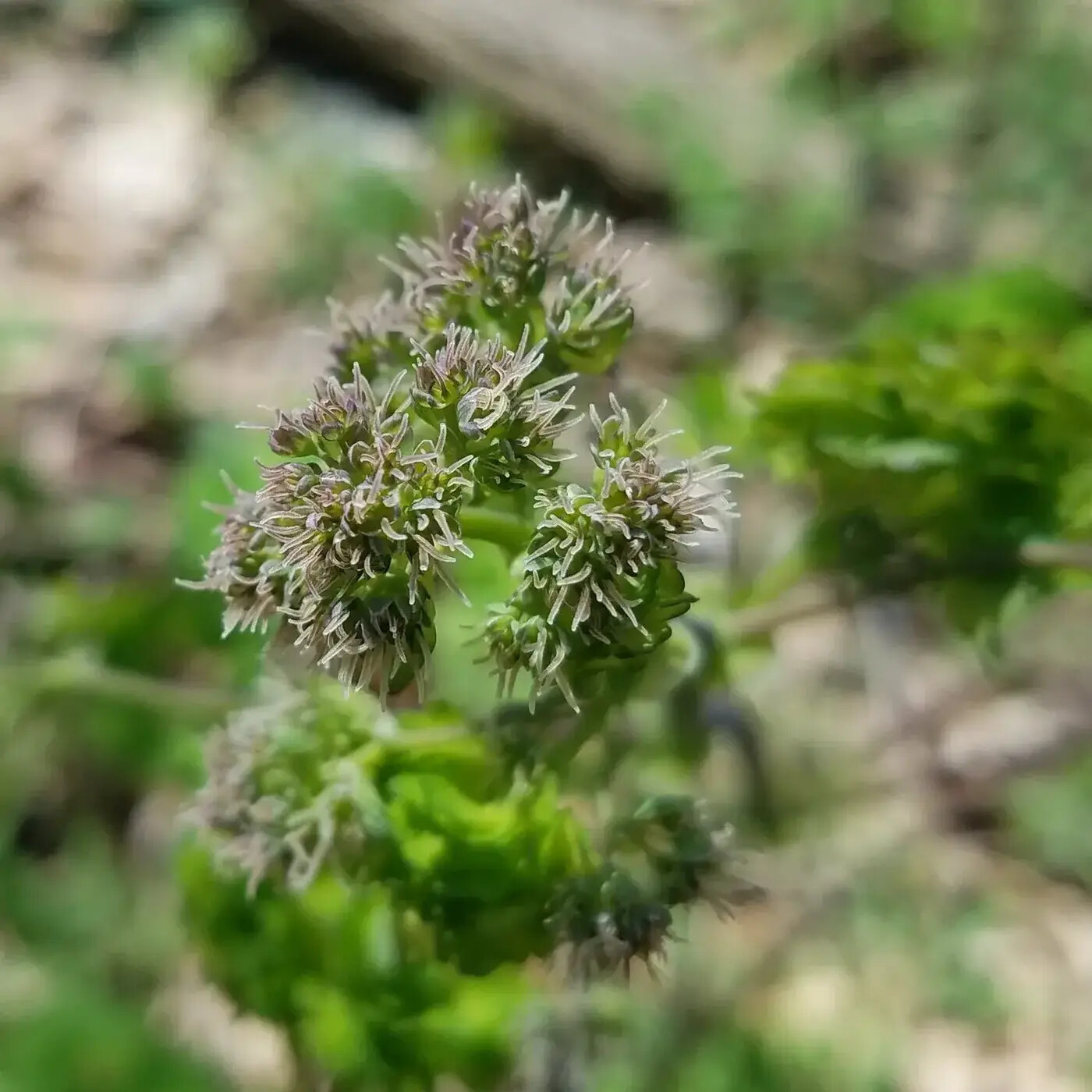 In Defense of Plants Podcast