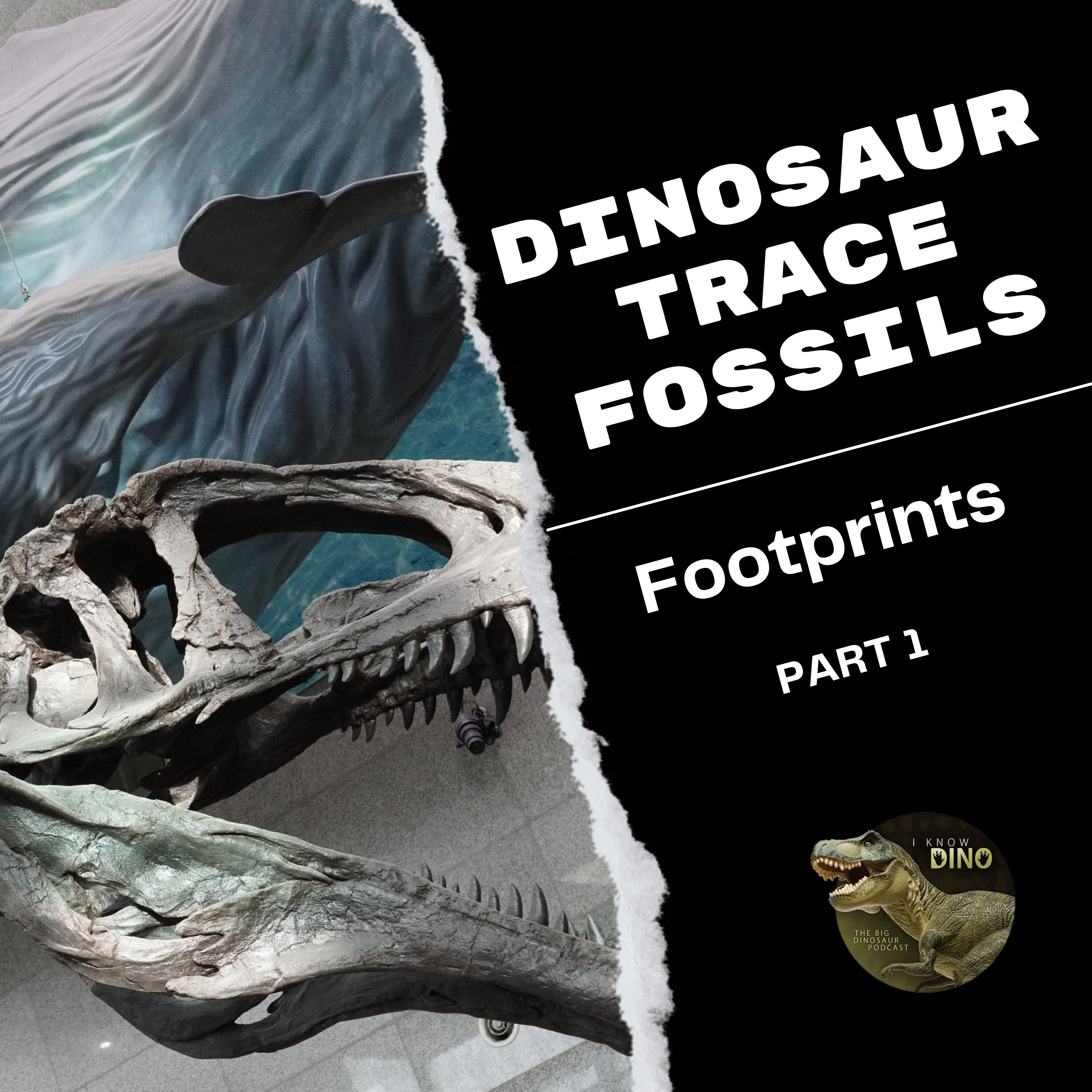 Dino Trace Fossils Part 1: Exploring Paleo-Footprints