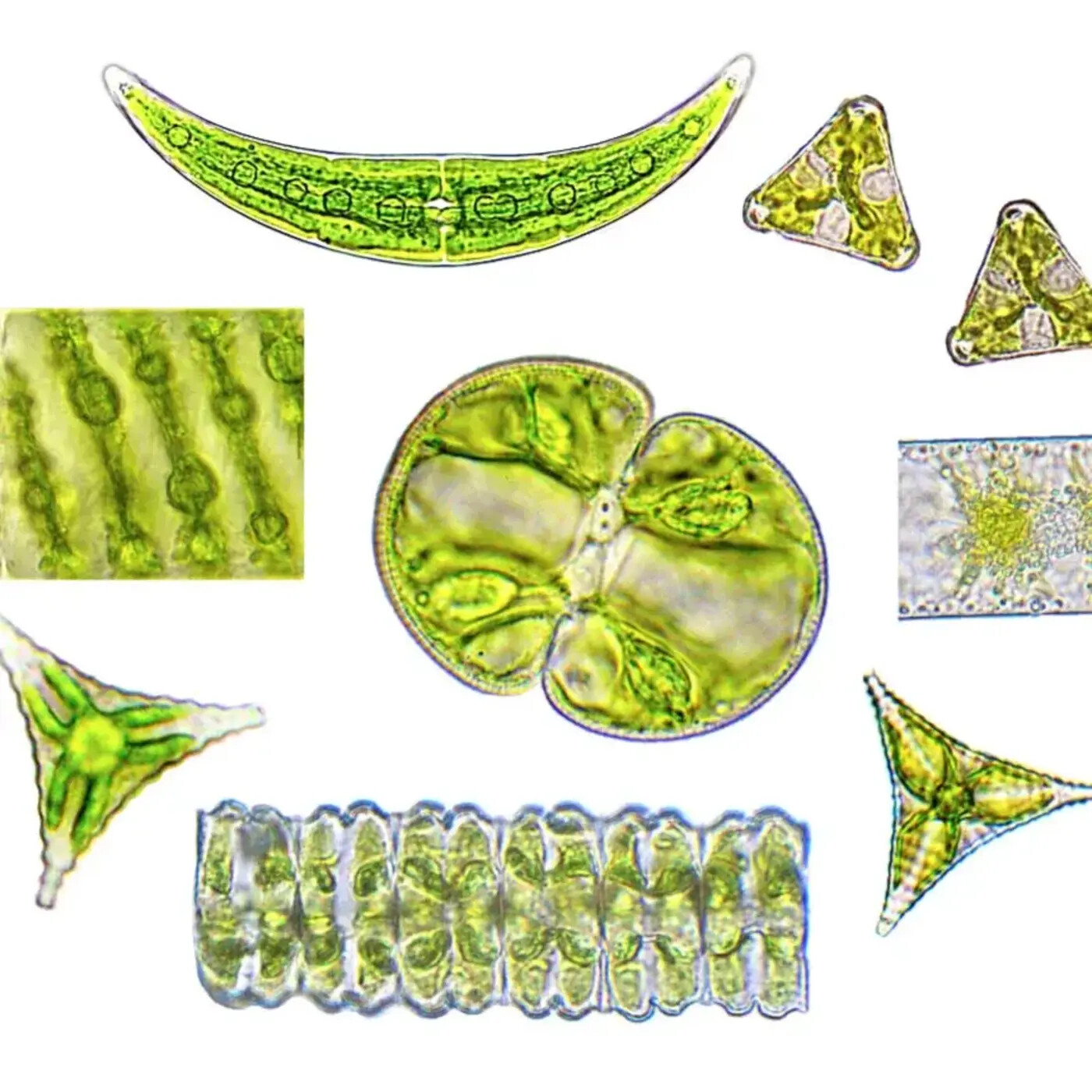 In Defense of Plants Podcast