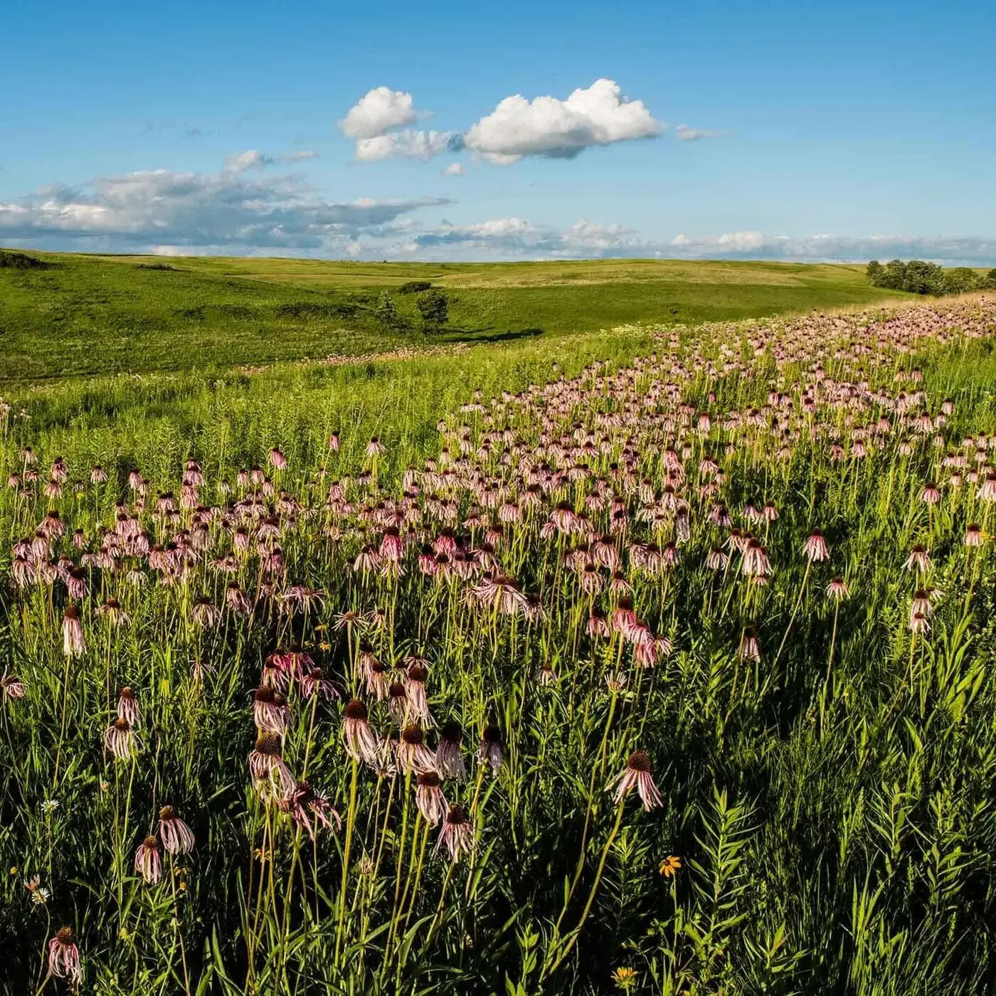 In Defense of Plants Podcast