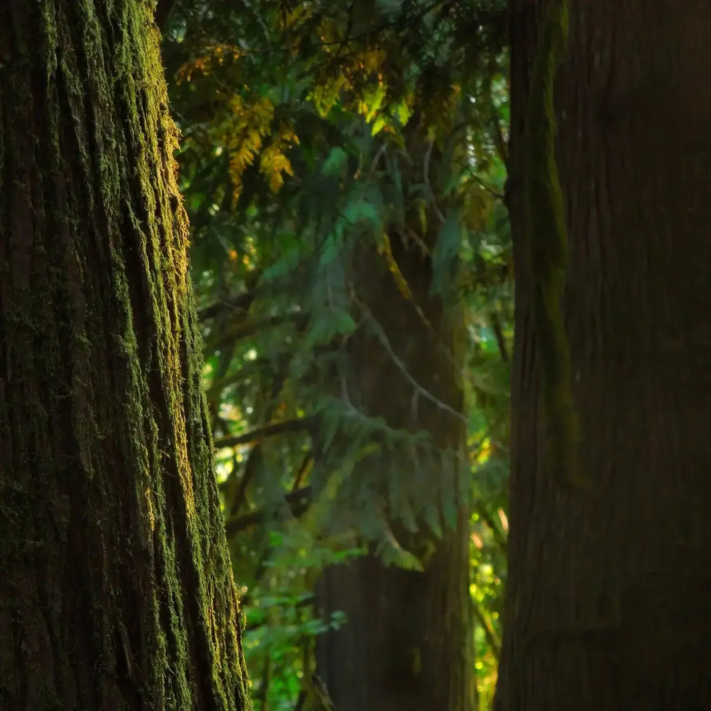 Ep. 361 - In Praise of Ancient Trees