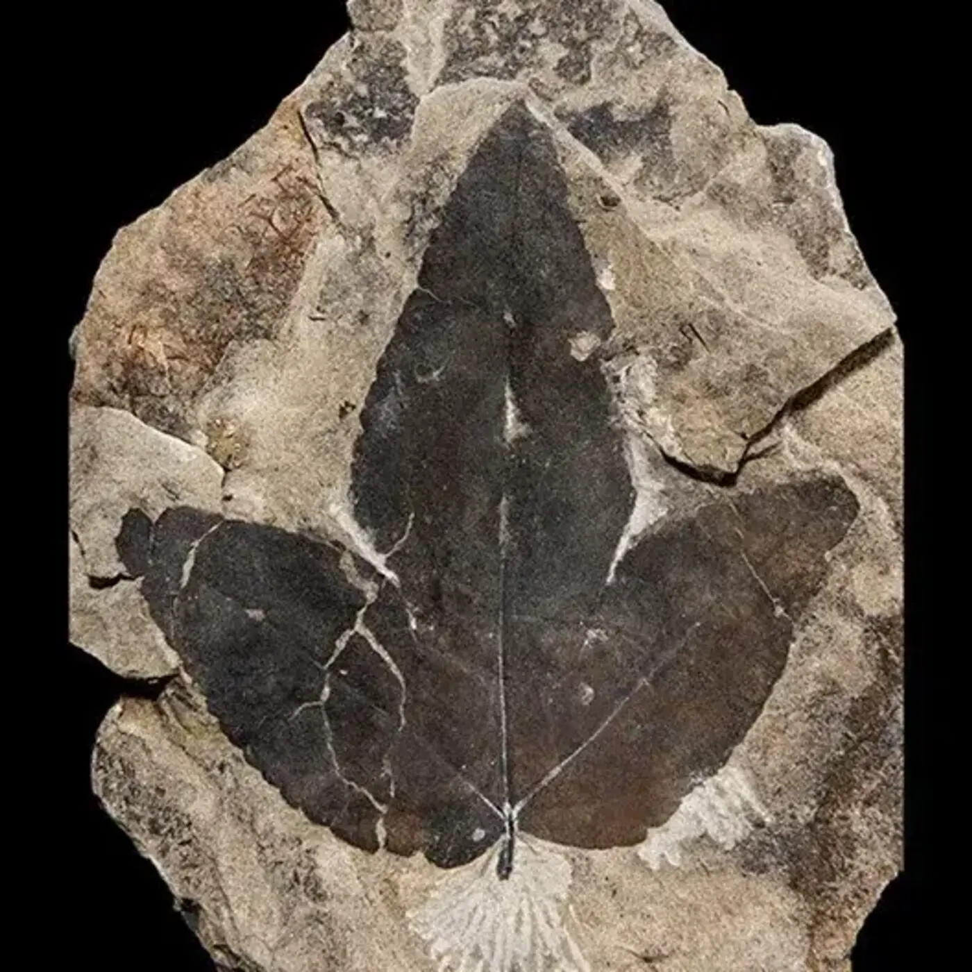 In Defense of Plants Podcast