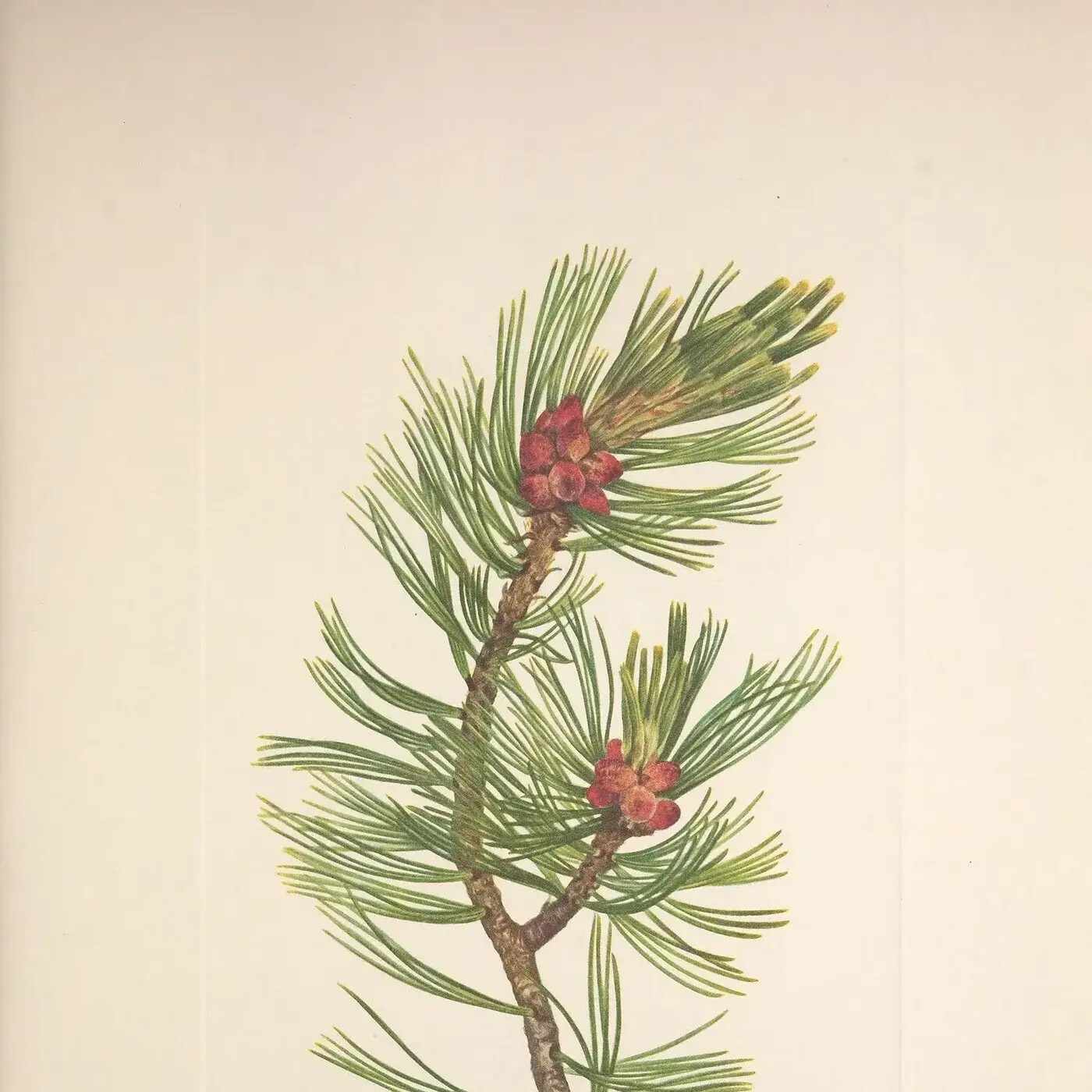 Ep. 377 - The Whitebark Pine's Complicated Future