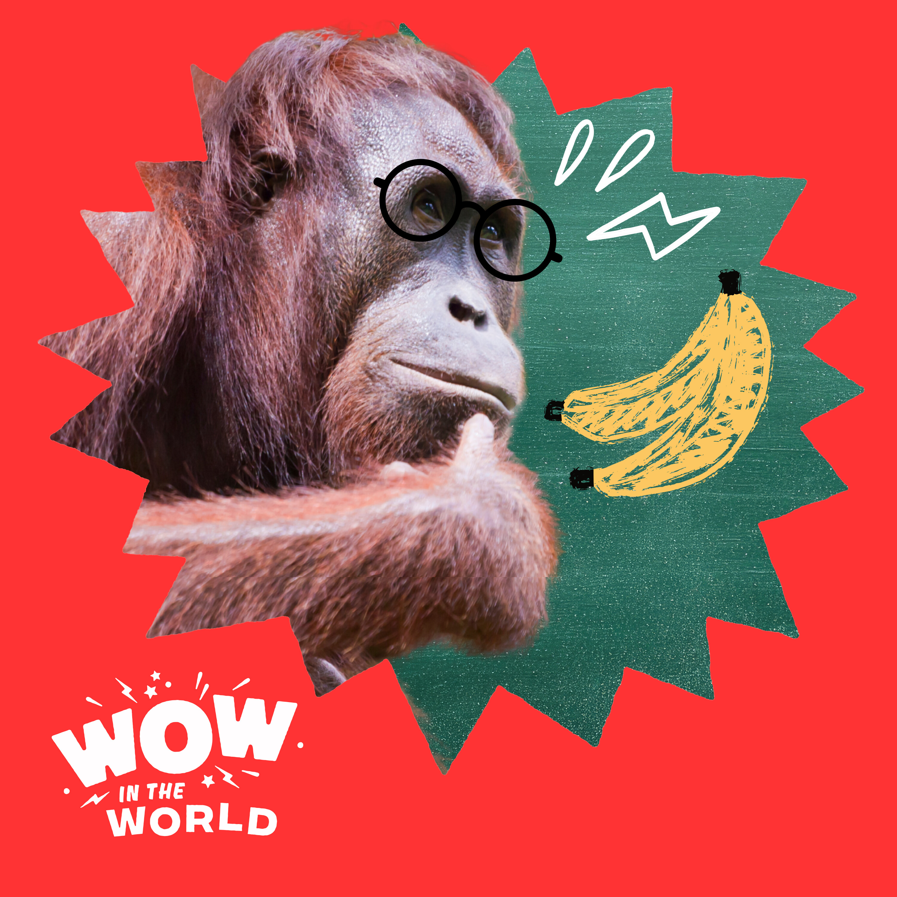 Orangutan Teacher (11/20/23)