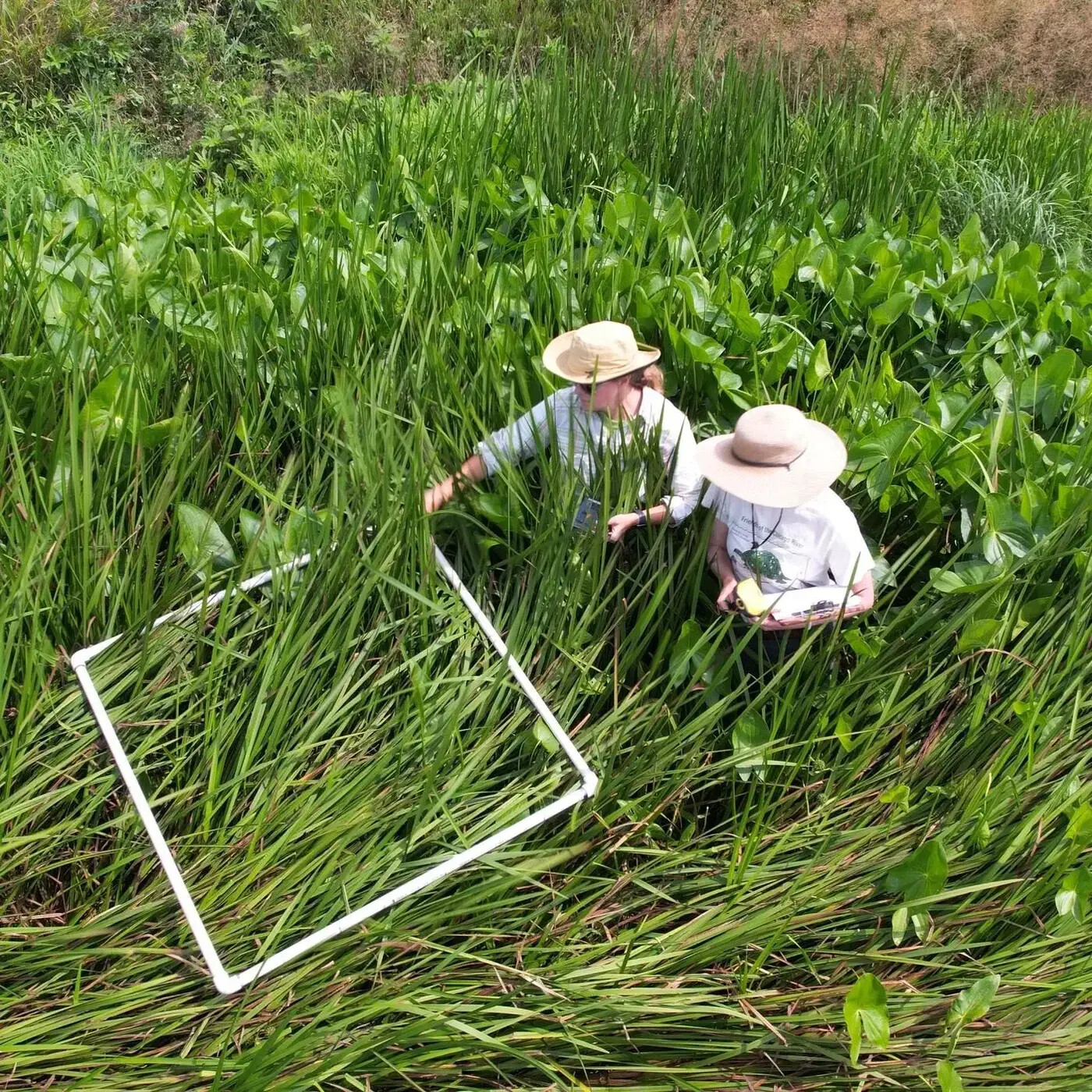 In Defense of Plants Podcast