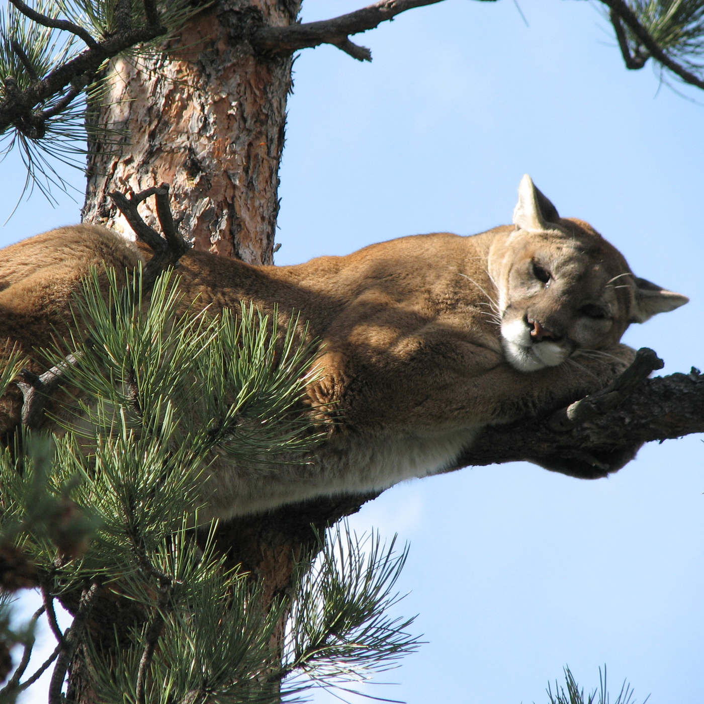 S1E9: 1.9 - Mountain Lions of Colorado - Feb. 21, 2021