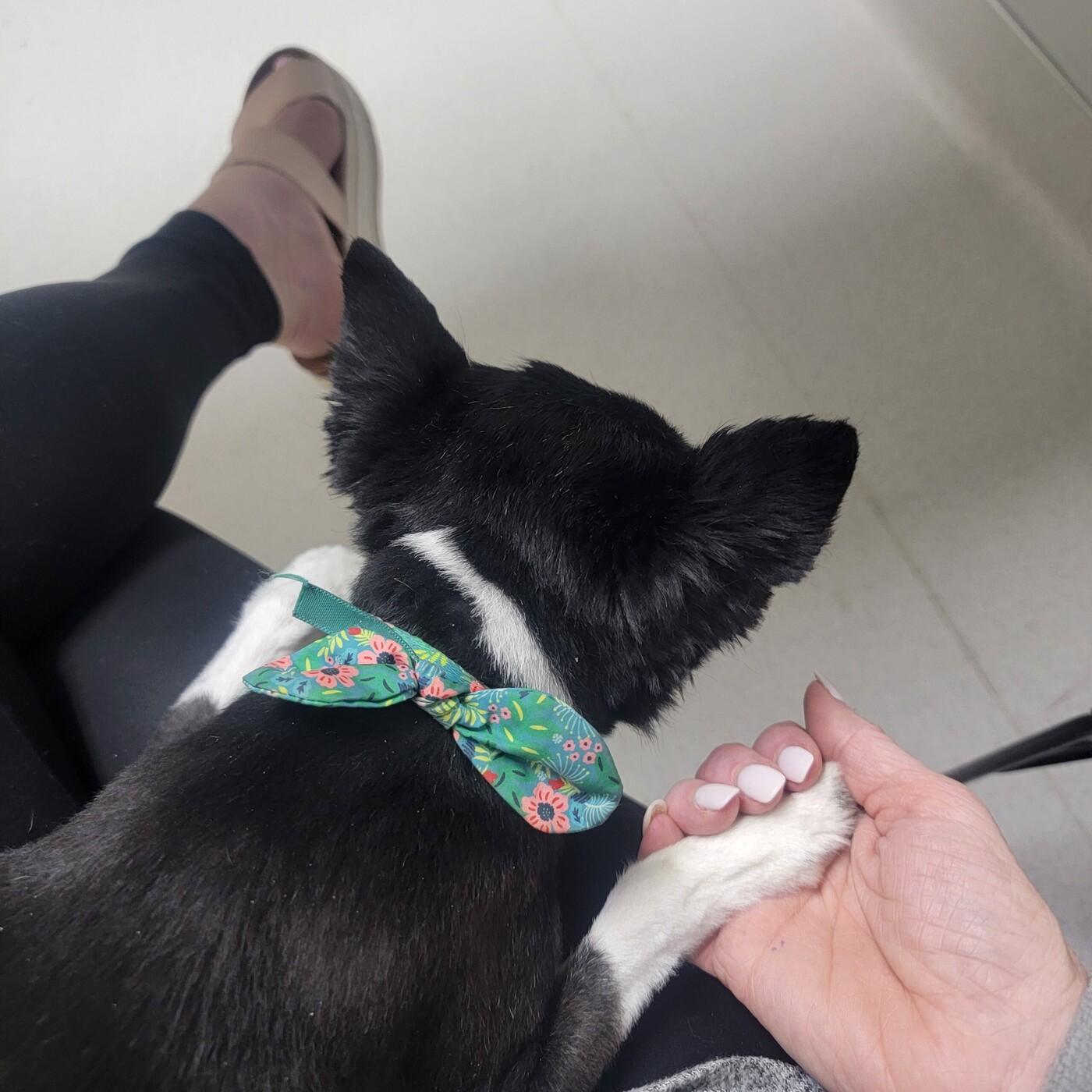 After The Show PODCAST: Summer Pet Problem.