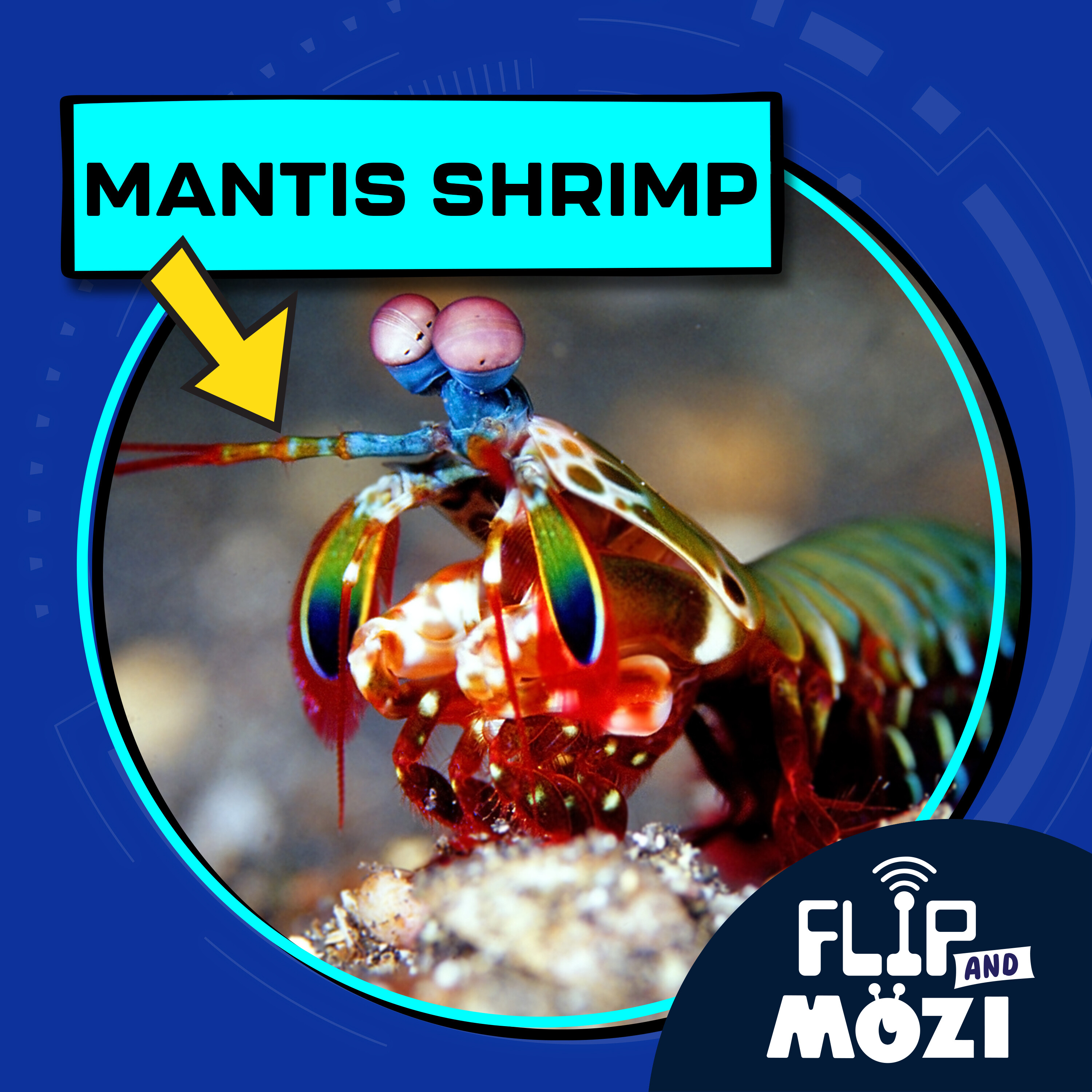Artwork for Flip and Mozi