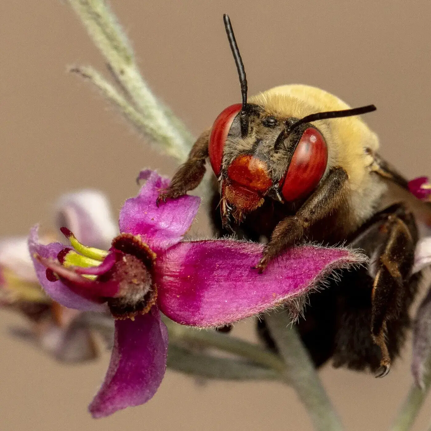 Ep. 415 - Inside the Minds of Bees