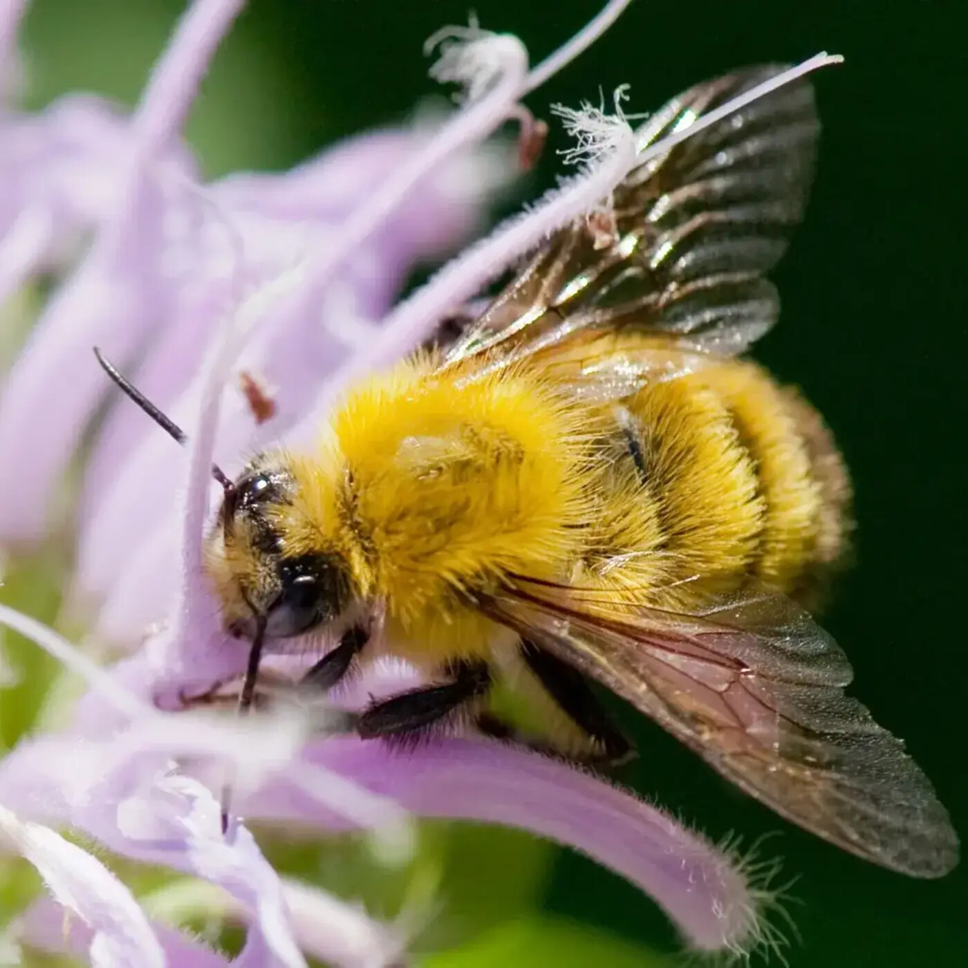 In Defense of Plants Podcast