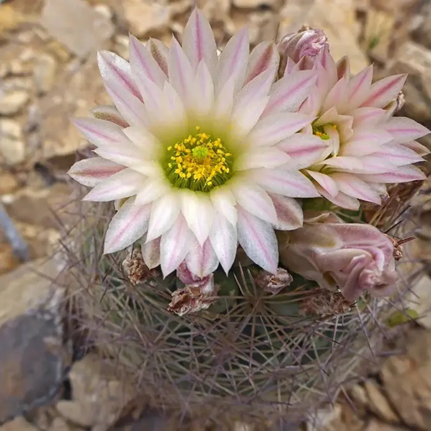 In Defense of Plants Podcast