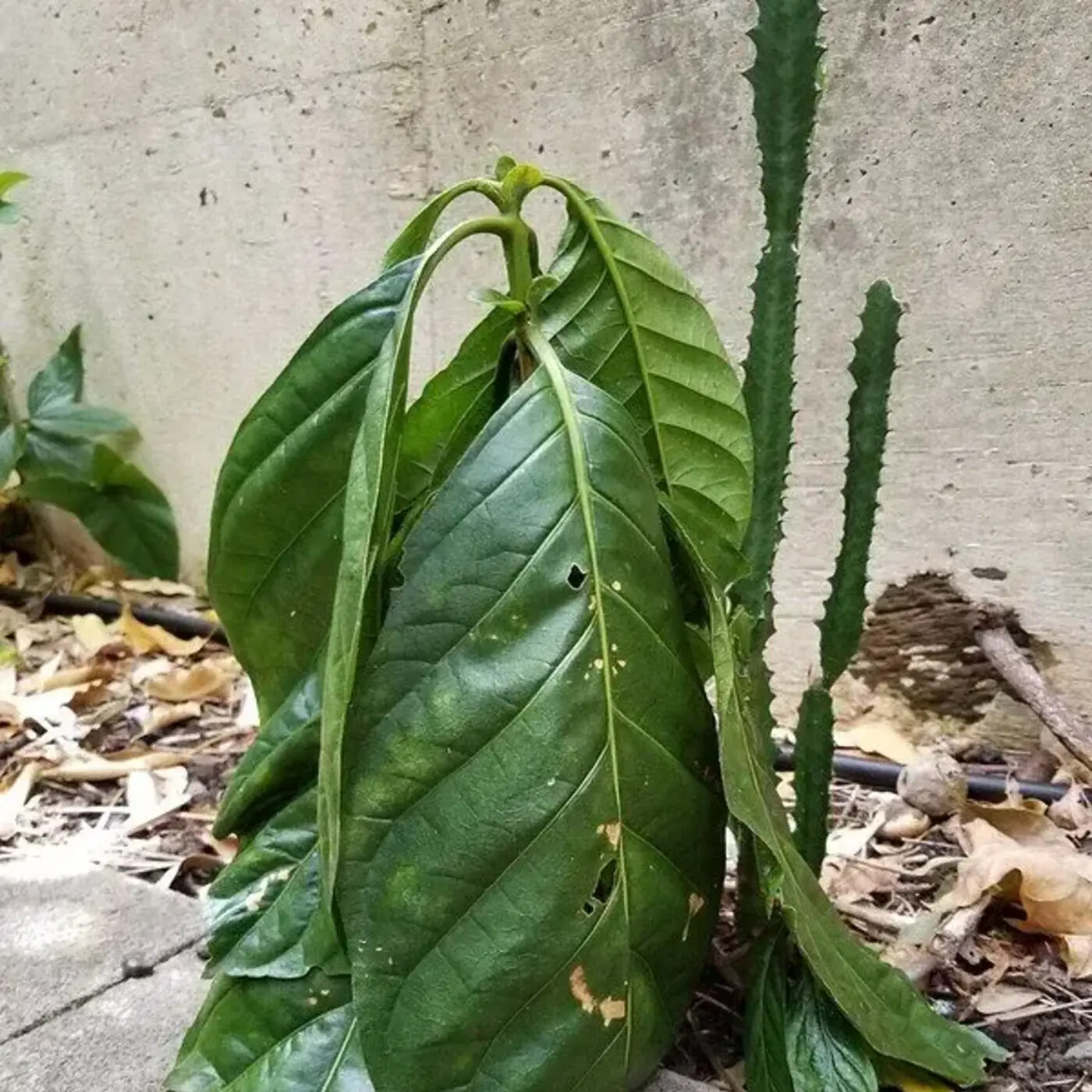 In Defense of Plants Podcast