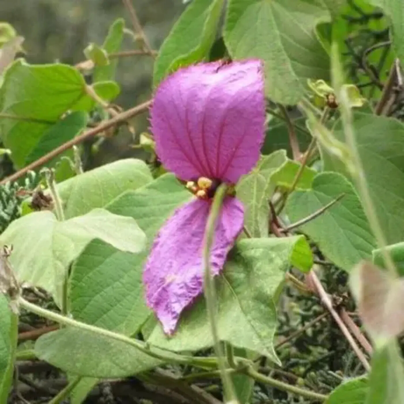 Ep. 391 - A Non-Model, Model Plant Group