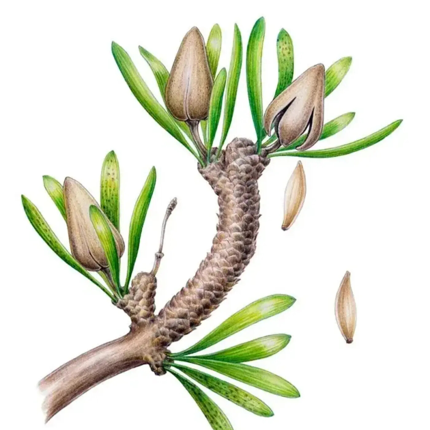 In Defense of Plants Podcast