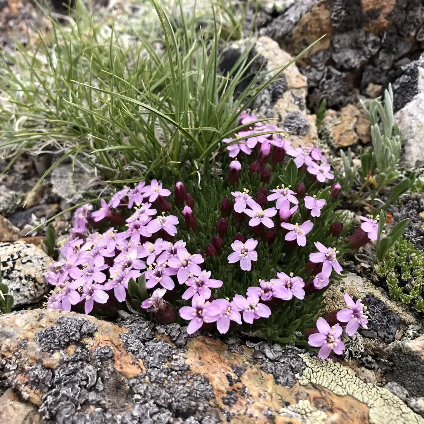 Ep. 417 - Coping with Change as an Alpine Plant