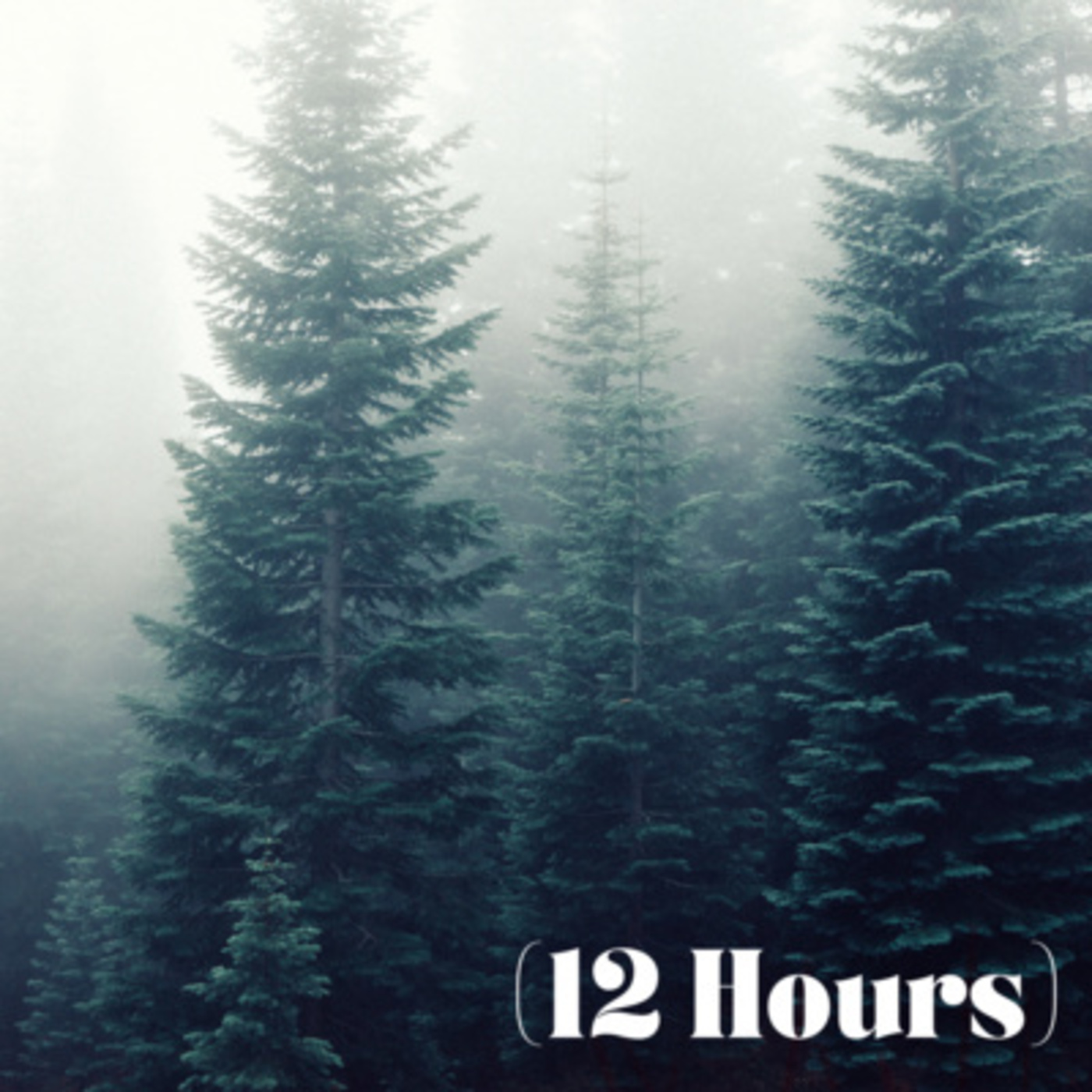 Wind Blowing Through Forest | Sleep Sound (12 Hours)
